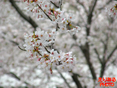 満開の桜ソメイヨシノ＠ＪＲ川崎駅付近