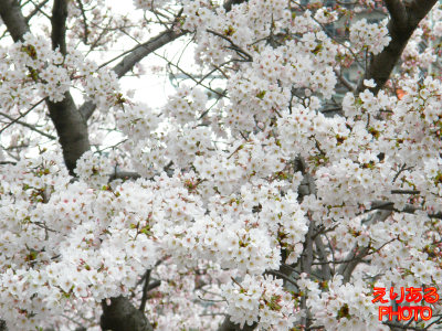 満開の桜ソメイヨシノ＠ＪＲ川崎駅付近