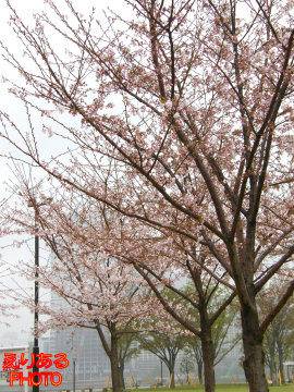 桜＠豊洲公園