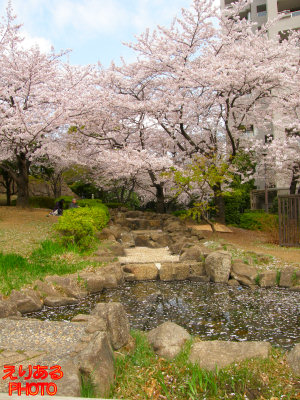 大川端リバーシティ21・佃公園周辺の桜