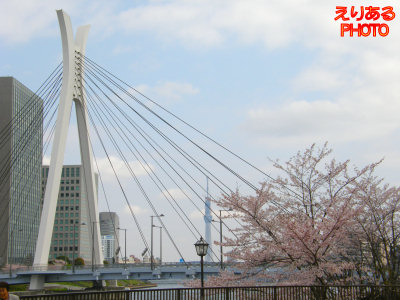 桜と中央大橋と東京スカイツリーと