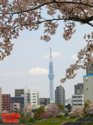 桜と東京スカイツリーと