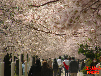 大川端リバーシティ21付近の桜