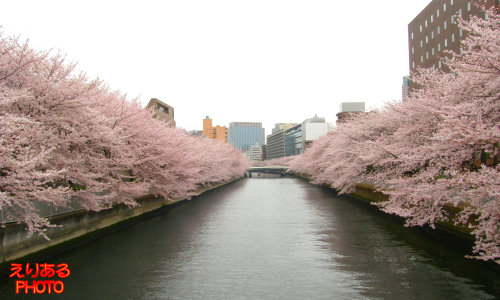大横川の桜２０１１