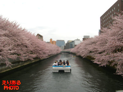 大横川の桜２０１１