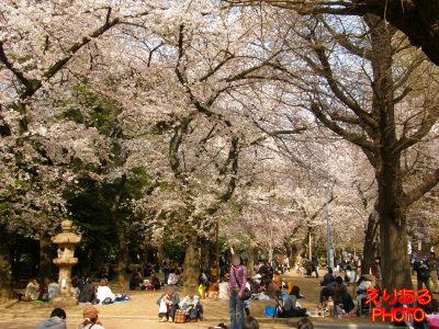 靖国神社の桜２０１１