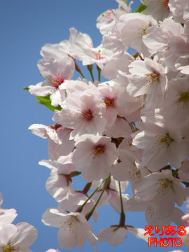 靖国神社の桜標準木２０１１
