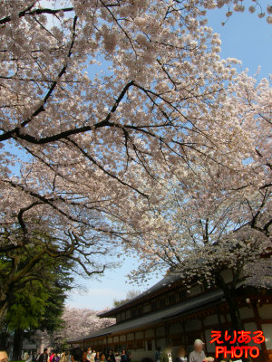靖国神社の桜２０１１