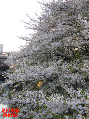 目黒川の桜２０１１