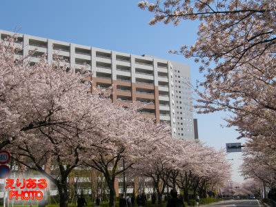 川崎の桜２０１１