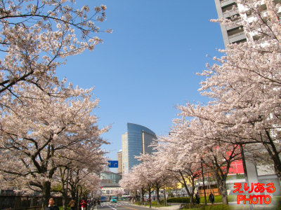 川崎の桜2011年