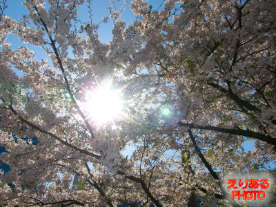 川崎の桜２０１１
