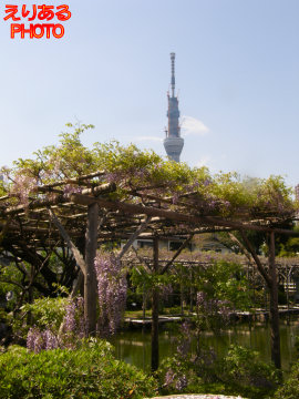 亀戸天神社の藤2011