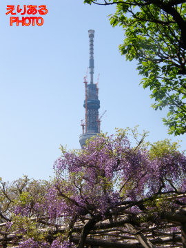 亀戸天神社の藤2011