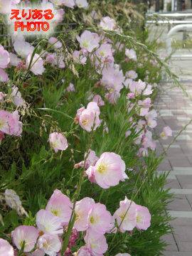 東京テレポート駅付近の花
