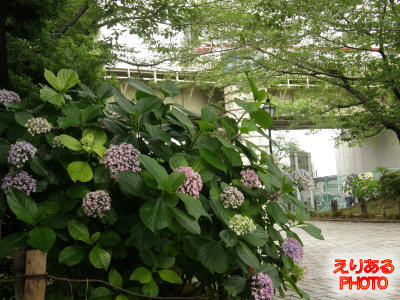 隅田公園の紫陽花 2011年