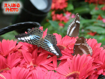 シンガポール・チャンギ空港　バタフライガーデン（Butterfly Garden）