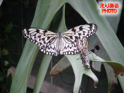 シンガポール・チャンギ空港　バタフライガーデン（Butterfly Garden）