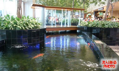 シンガポール・チャンギ空港 鯉が泳いでいます