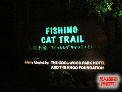 FISHING CAT TRAIL（フィッシングキャットトレール）＠ナイトサファリ（Ninght Safari)