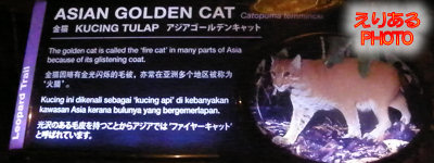 アジアゴールデンキャット（ASIAN GOLDEN CAT）@ナイトサファリ（Ninght Safari)