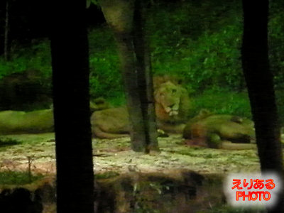 インドライオン（ASIAN LION）@ナイトサファリ（Ninght Safari)