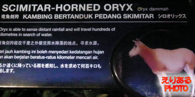 シロオリックス（SCIMITAR-HORNED ORYX）