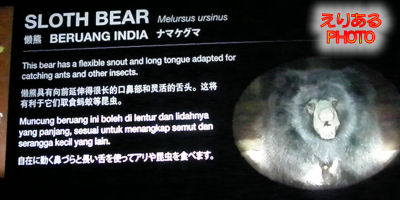 ナマケグマ（SLOTH BEAR）＠ナイトサファリ（Ninght Safari)