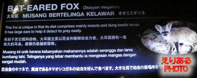 オオミミギツネ（BAT-EARED FOX）＠ナイトサファリ（Ninght Safari)