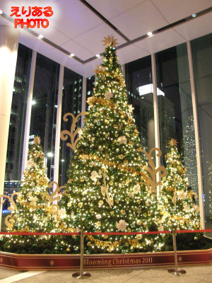 2011年のパシフィックセンチュリープレイス丸の内のクリスマスツリー
