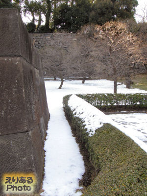 2012年皇居東御苑の梅林坂の梅林と雪