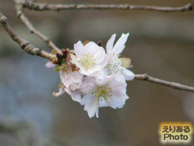 強羅公園の桜