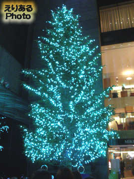 ミキモトジャンボクリスマスツリー2013