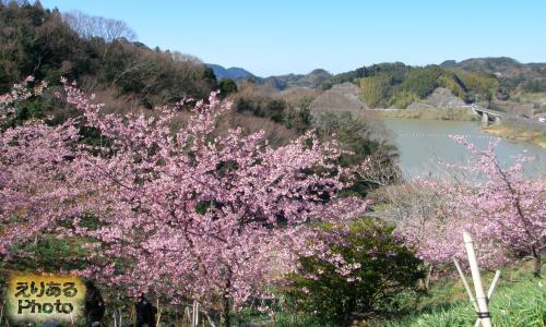 佐久間ダム周辺の河津桜