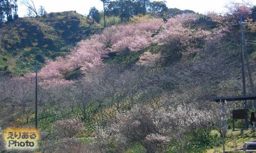 佐久間ダム周辺の河津桜と梅