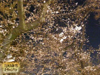 靖国神社の桜２０１４