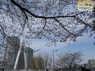 大川端リバーシティ21・佃公園周辺の桜２０１４