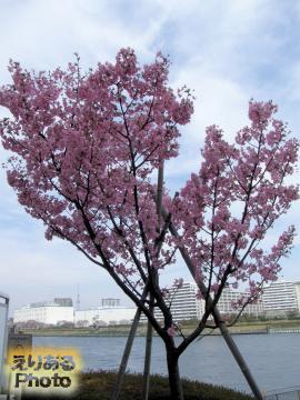 大川端リバーシティ21・佃公園周辺の桜２０１４