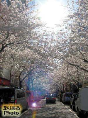 2014年八重洲さくら通りの桜