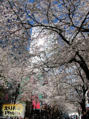 2014年八重洲さくら通りの桜ソメイヨシノ