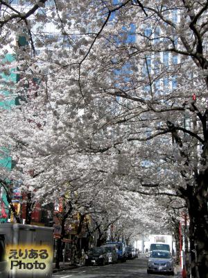 2014年八重洲さくら通りの桜ソメイヨシノ