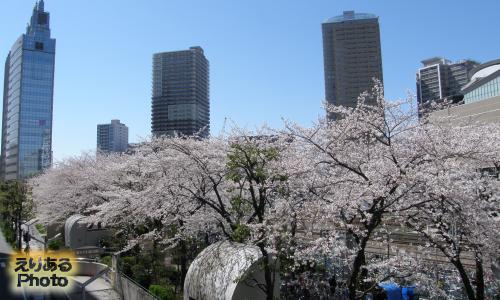 川崎の桜ソメイヨシノ２０１４