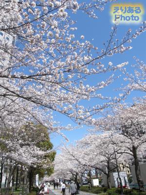 川崎の桜ソメイヨシノ２０１４