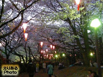 2014年飛鳥山公園の夜桜