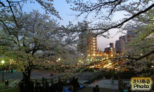 2014年飛鳥山公園の夜桜
