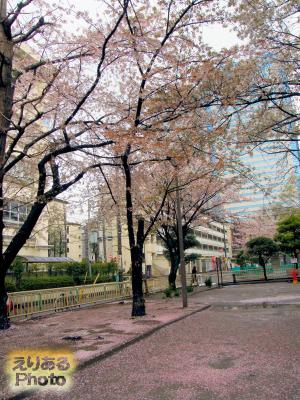 2014年豊洲4丁目公園の桜