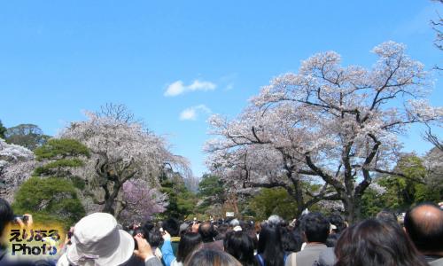 皇居乾通り一般公開の桜
