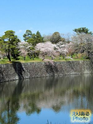 皇居乾通り一般公開の桜