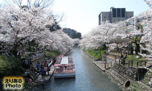 日本さくら名所100選　松川の両岸の桜