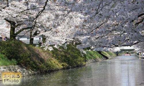 日本さくら名所100選　松川の両岸の桜